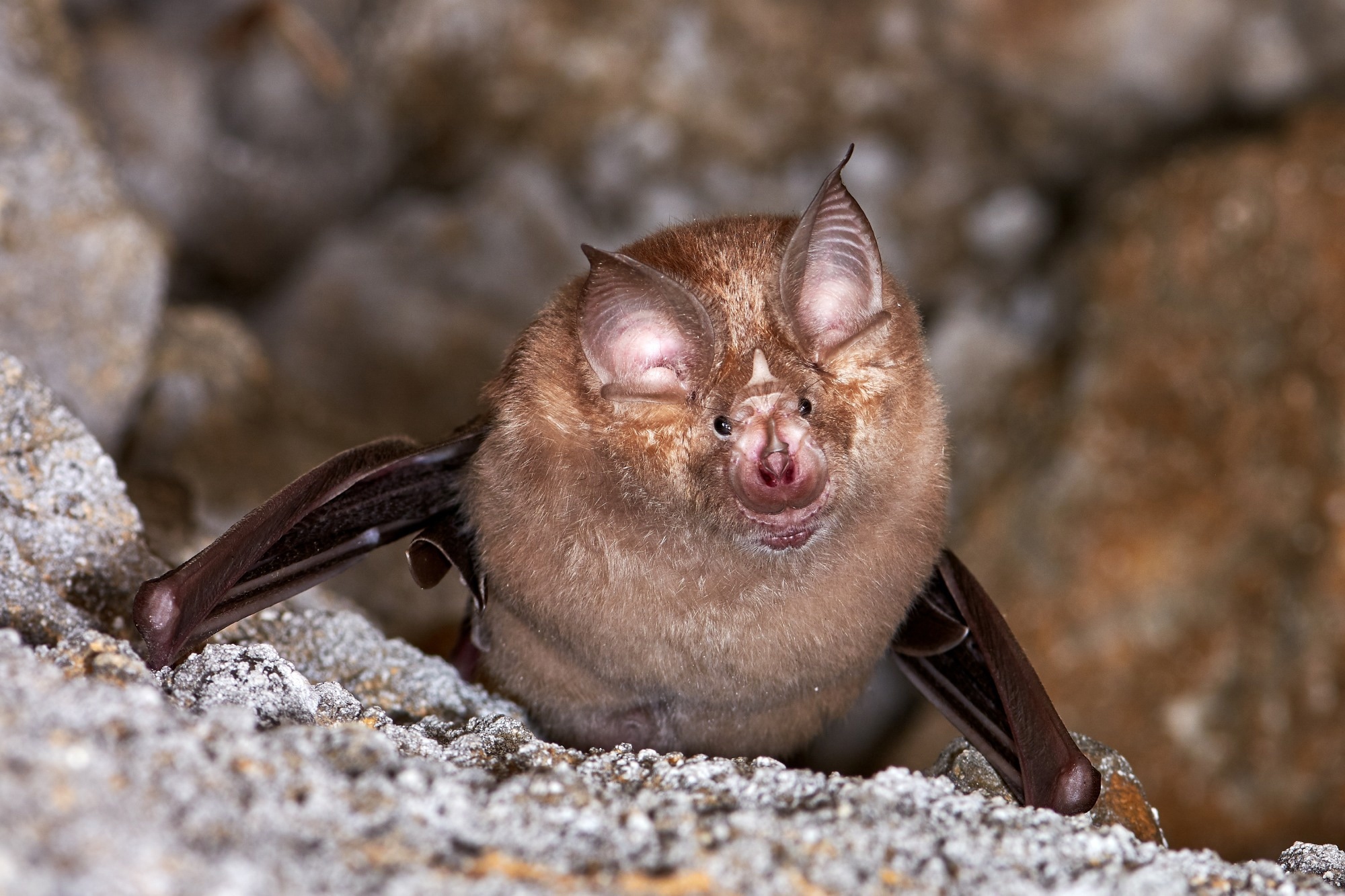 Study: Recombination-aware phylogenetic analysis sheds light on the evolutionary origin of SARS-CoV-. Image Credit: aaltair / Shutterstock