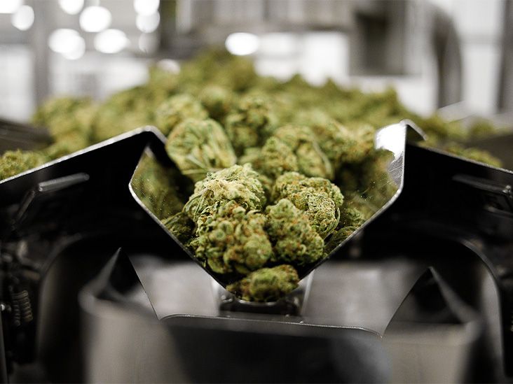 Le cannabis n’a pas d’effet clair sur le traitement de la dépendance aux opioïdes, selon une étude