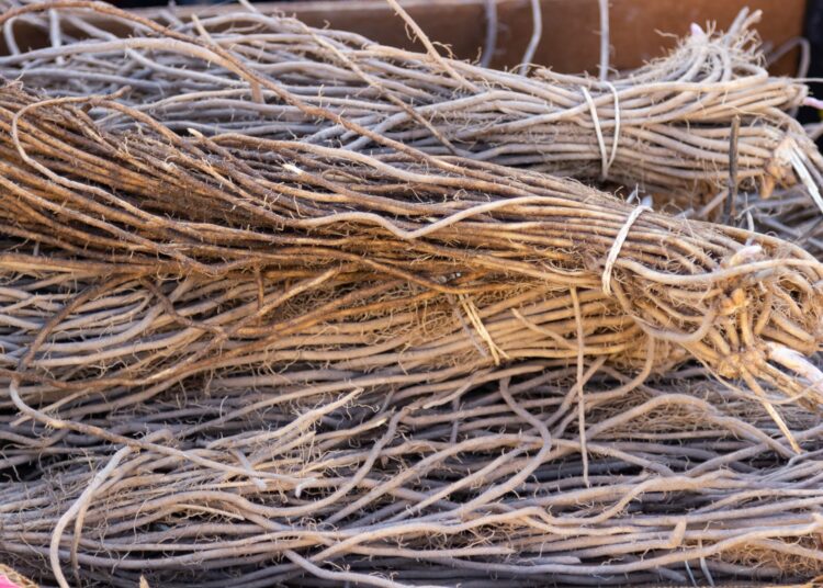 Study: Applications of Saponin Extract from Asparagus Roots as Functional Ingredient. Image Credit: m.e.s.t.o.c.k / Shutterstock