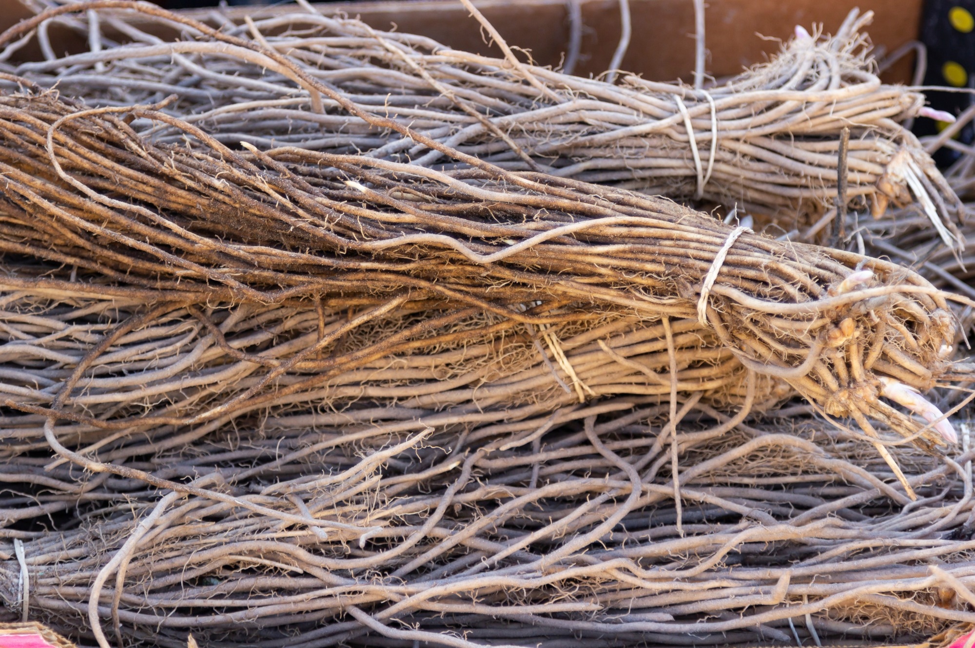 Study: Applications of Saponin Extract from Asparagus Roots as Functional Ingredient. Image Credit: m.e.s.t.o.c.k / Shutterstock