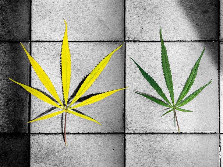 Une consommation fréquente de cannabis pourrait augmenter le risque d'asthme, selon des chercheurs