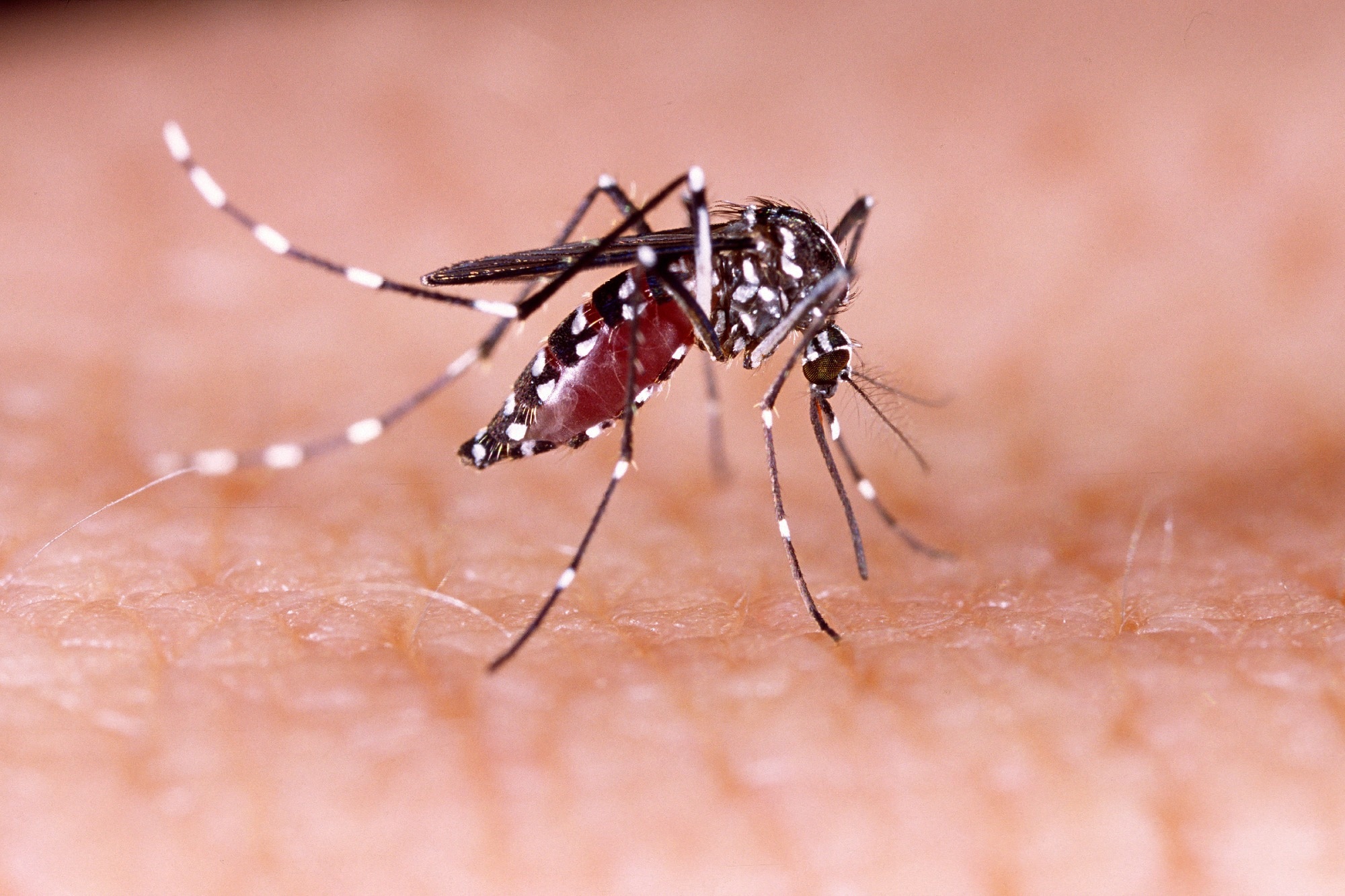 Study: Case report: Zika surveillance complemented with wastewater and mosquito testing. Image Credit: Tacio Philip Sansonovski/Shutterstock.com