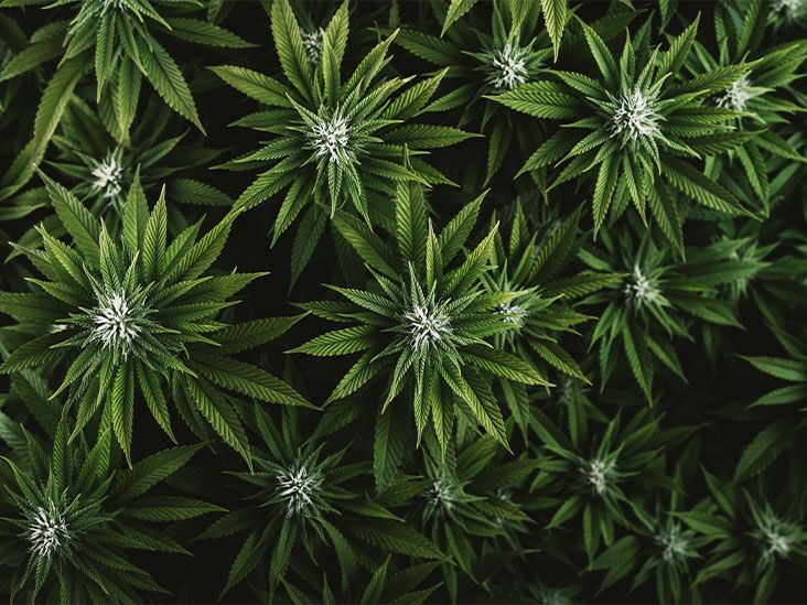 Cannabis leaves on a bush
