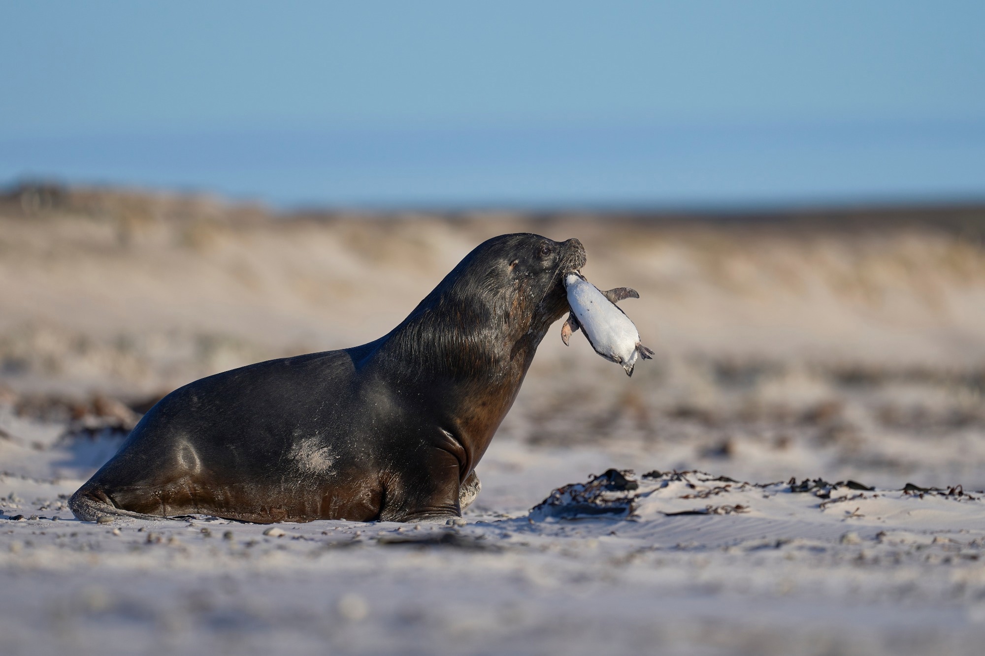 Synopsis: Recent Changes in Patterns of Mammal Infection with Highly Pathogenic Avian Influenza A(H5N1) Virus Worldwide. Image Credit: Jeremy Richards / Shutterstock