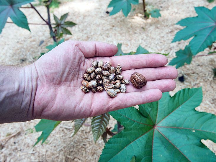 L'huile de ricin pourrait avoir un potentiel comme traitement naturel contre la sécheresse oculaire