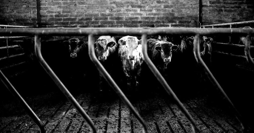 Des scientifiques ont modifié génétiquement une vache pour produire de l'insuline dans son lait