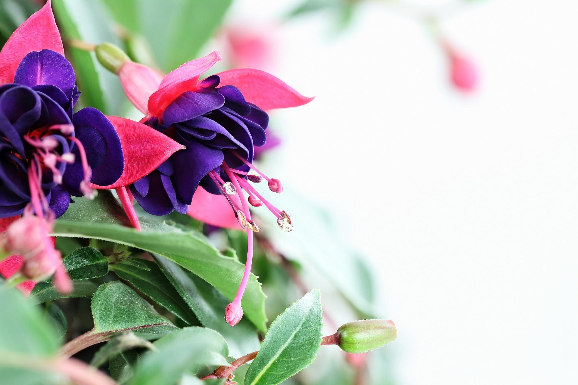 Study: Phytochemical, Nutritional and Mineral Content of Four Edible Flowers. Image Credit: Stephanie Frey / Shutterstock