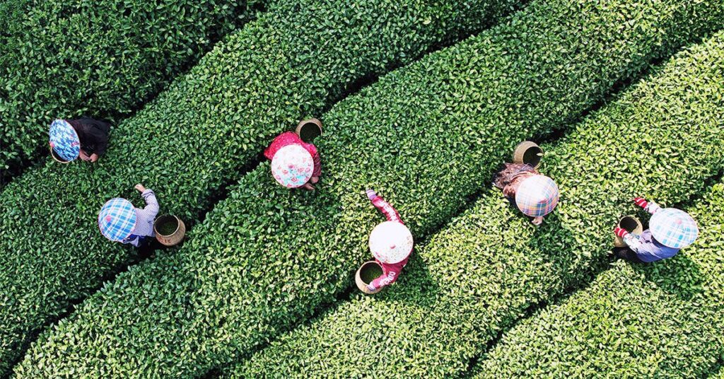 Le thé vert torréfié, un aliment de base japonais, pourrait stimuler les performances cognitives