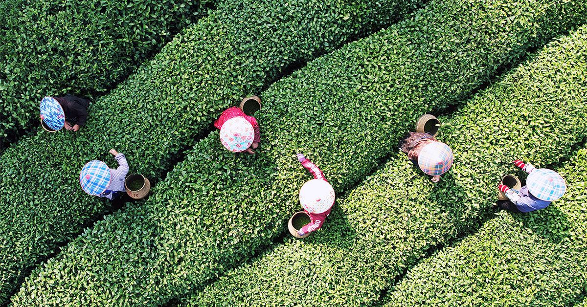 Le thé vert torréfié, un aliment de base japonais, pourrait stimuler les performances cognitives