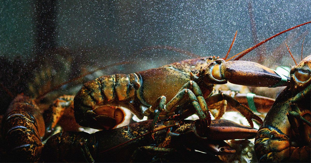 Les régimes riches en fruits de mer sont liés à l'exposition à des « produits chimiques éternels », selon une étude