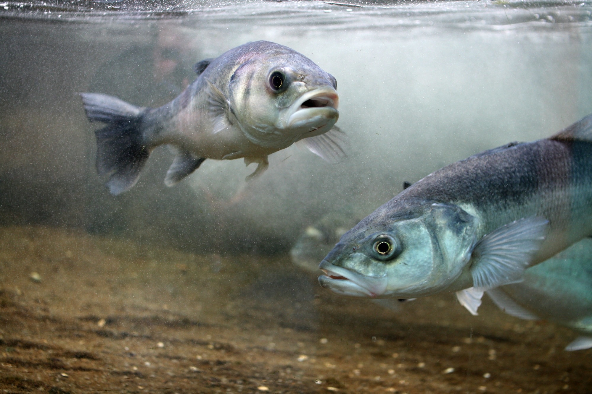 Study: The EU Interreg Project “ADRINET”: Assessment of Well-Known and Emerging Pollutants in Seafood and Their Potential Effects for Food Safety. Image Credit: Al Pidgen / Shutterstock