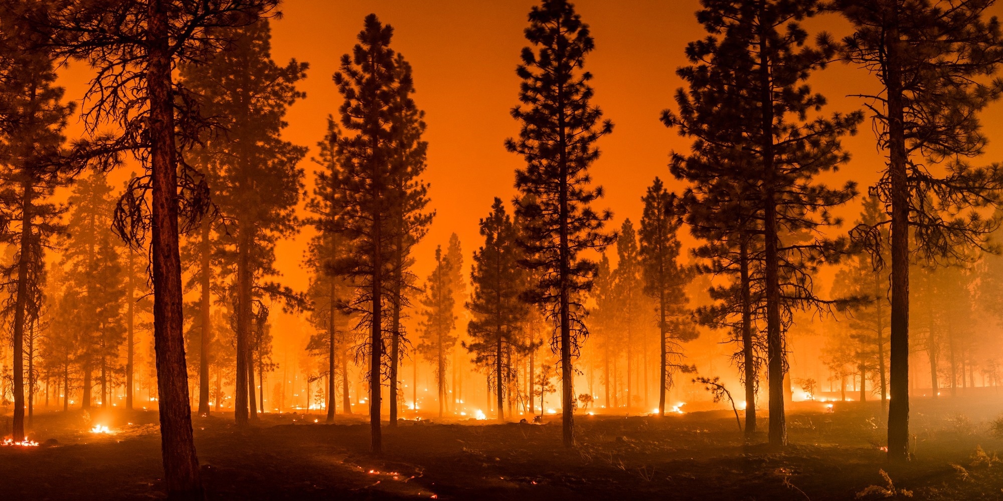 Study: Mortality attributable to PM2.5 from wildland fires in California from 2008 to 2018. Image Credit: My Photo Buddy / Shutterstock