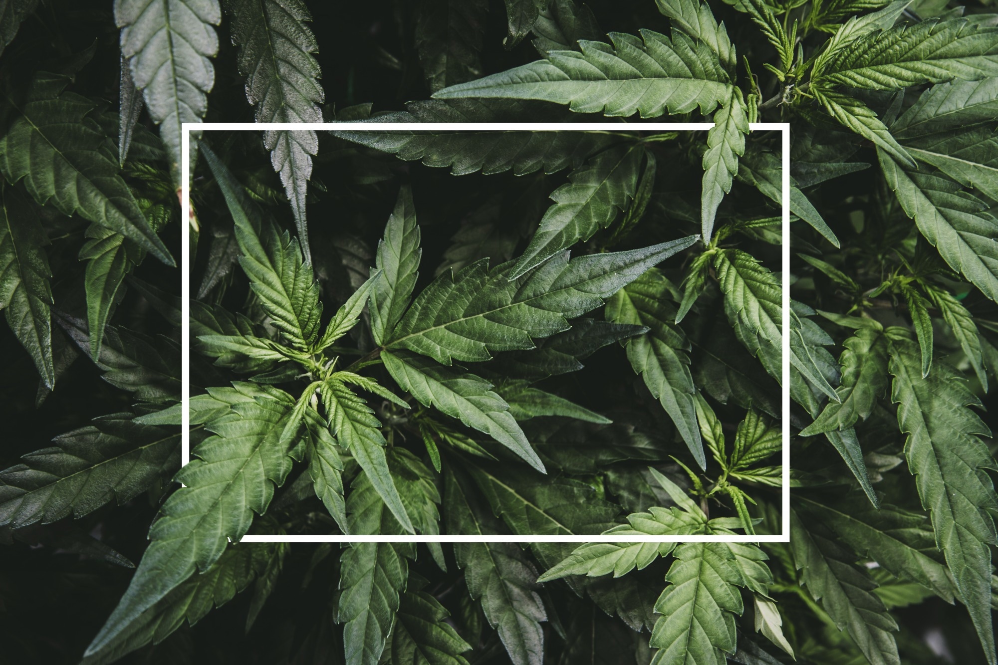 Une étude établit un lien entre la consommation de cannabis au cours de la vie et la consommation de substances, les troubles de l'humeur, la maladie coeliaque et les maladies infectieuses