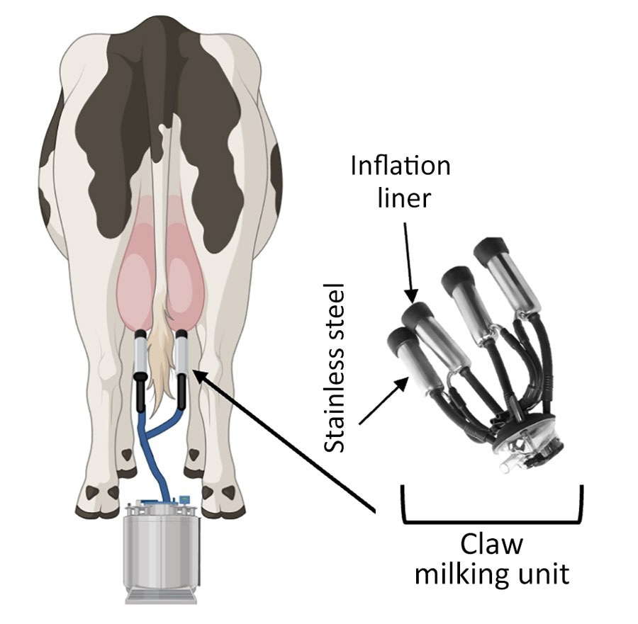 Illustration des surfaces de l'unité de traite testées dans une étude sur la persistance des virus de la grippe H5N1 et H1N1 dans le lait non pasteurisé. Avant de fixer l'unité de traite (griffe), un travailleur de la laiterie désinfecte les extrémités des trayons, effectue un pré-décapage de chaque trayon pour détecter le lait anormal, puis essuie chaque trayon avec une serviette propre et sèche. Les travailleurs fixent ensuite l'unité de traite aux trayons des vaches. Un système de pulsation ouvre et ferme la doublure gonflable en caoutchouc (à gauche) autour du trayon pour le masser, imitant une action de décapage humaine. Une pompe à vide est contrôlée par un variateur de vitesse et ajuste l'aspiration pour permettre au lait de s'écouler dans une canalisation loin de la vache dans un réservoir en vrac ou directement sur un camion. Les sources supplémentaires d'exposition pour les humains comprennent la manipulation de lait cru non pasteurisé collecté séparément des vaches malades ou pendant le processus de pasteurisation. Schéma créé dans BioRender (https://www.biorender.com).