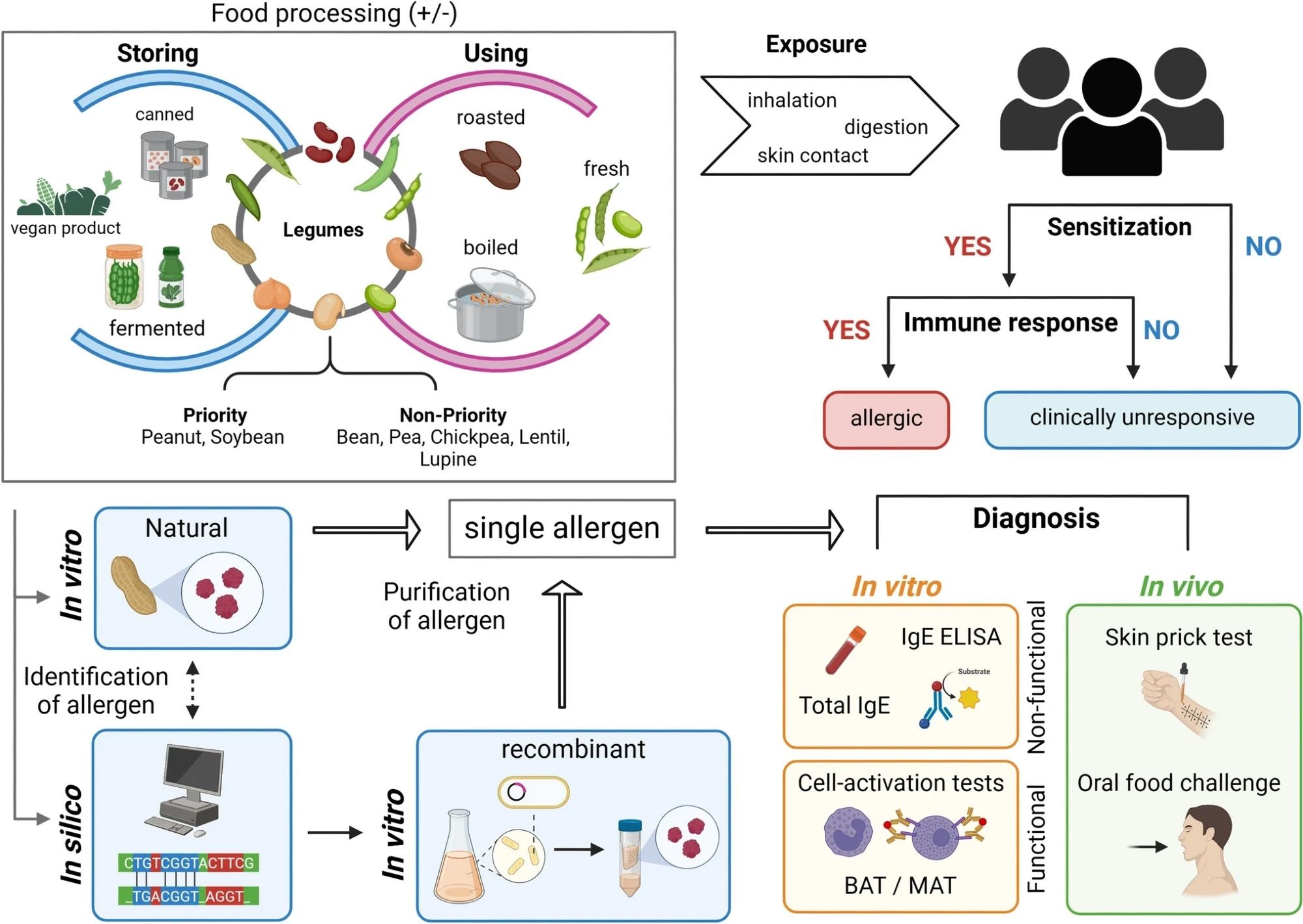 Enquête sur l'allergie aux légumineuses. L'identification d'allergènes individuels se fait principalement par extraction de protéines à partir d'extraits entiers à l'aide de sérums de patients allergiques bien caractérisés afin de démontrer leur capacité de liaison aux IgE in vitro. En outre, l'approche in silico peut être utilisée. Après identification des allergènes dans un extrait entier, ceux-ci sont purifiés à partir de la source naturelle ou produits par recombinaison. L'allergène purifié ou recombiné peut ensuite être utilisé dans des tests de diagnostic tels que le test d'activation des basophiles (BAT) et le test d'activation des mastocytes (MAT).
