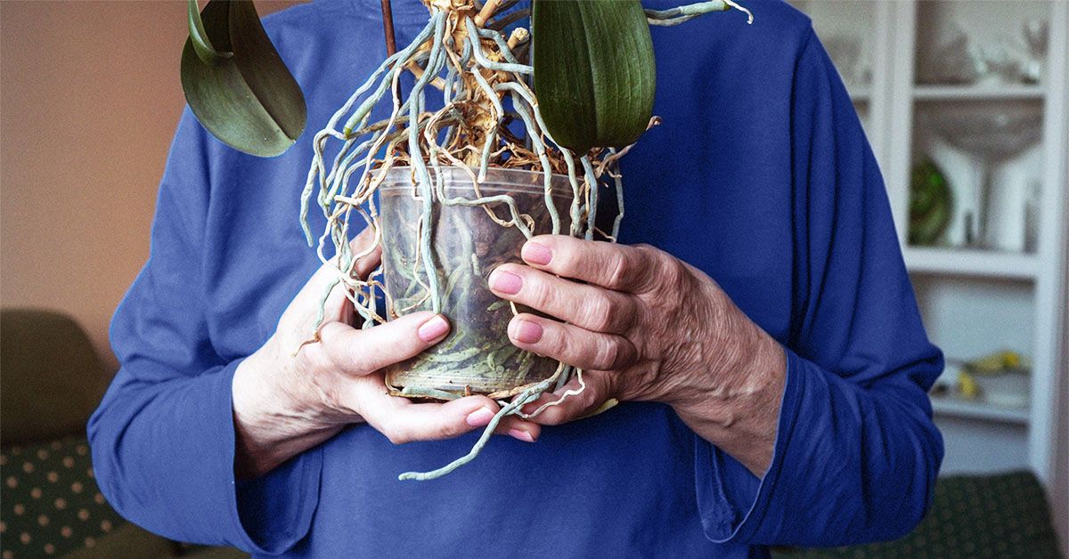 La maladie de Parkinson pourrait avoir 3 sous-types, selon les chercheurs