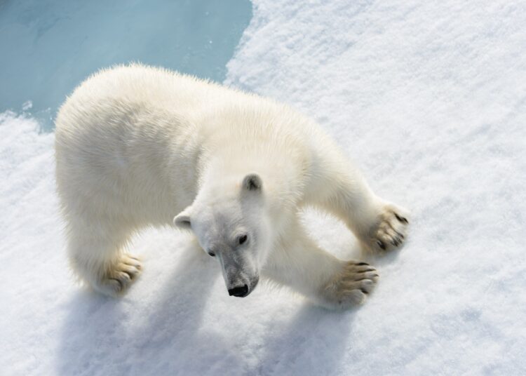 Dispatch: Highly Pathogenic Avian Influenza Virus A(H5N1) Clade 2.3.4.4b Infection in Free-Ranging Polar Bear, Alaska, USA. Image Credit: Alexey Seafarer / Shutterstock