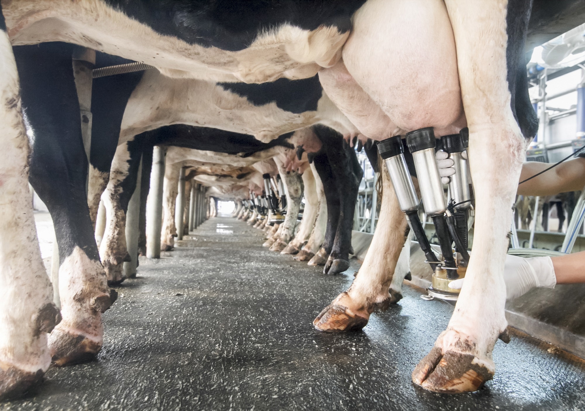 Study: Pathogenicity and transmissibility of bovine H5N1 influenza virus. Image Credit: Toa55 / Shutterstock