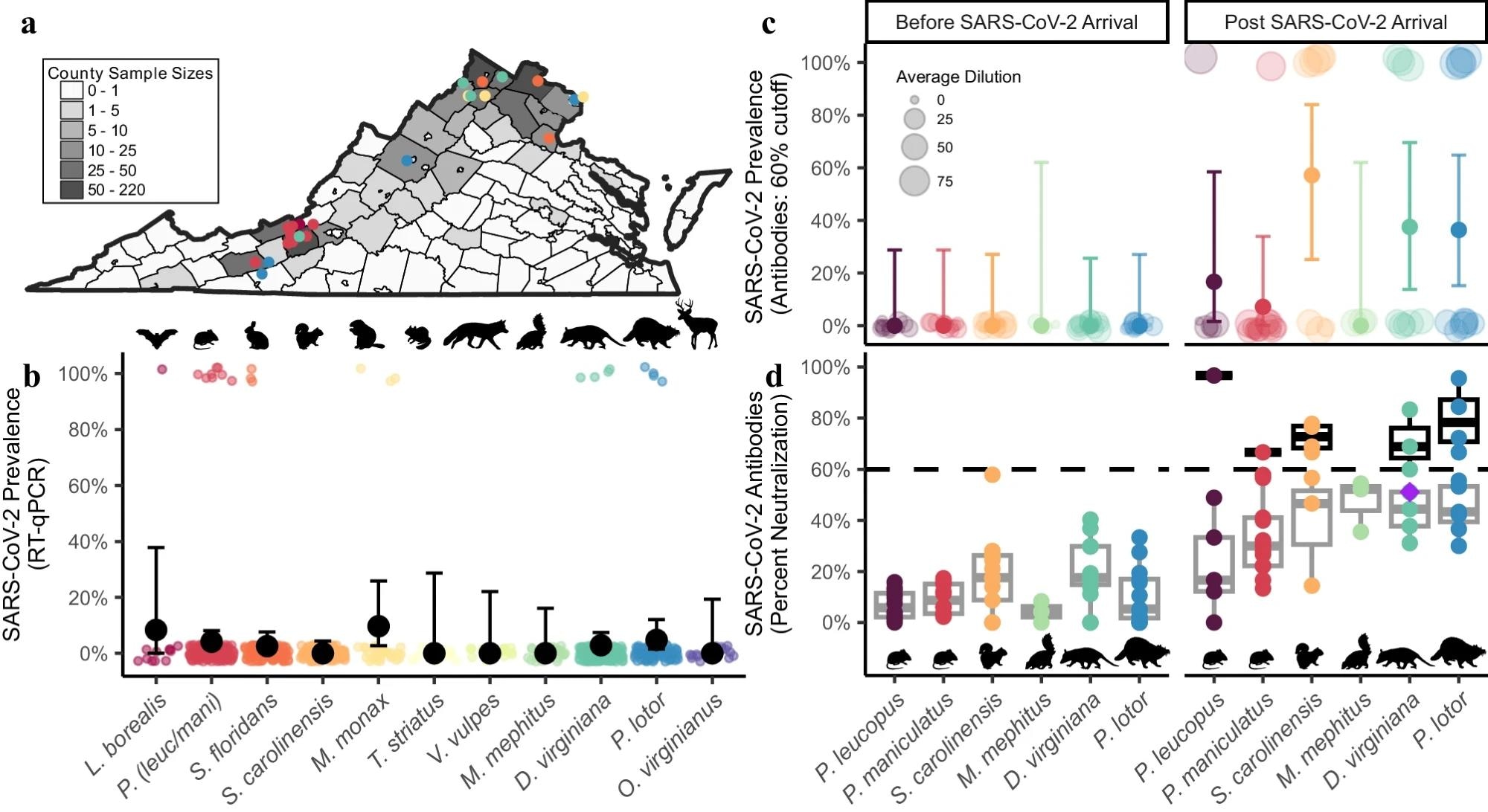 SARS-CoV-2 RNA and neutralizing antibody prevalence in wildlife communities.