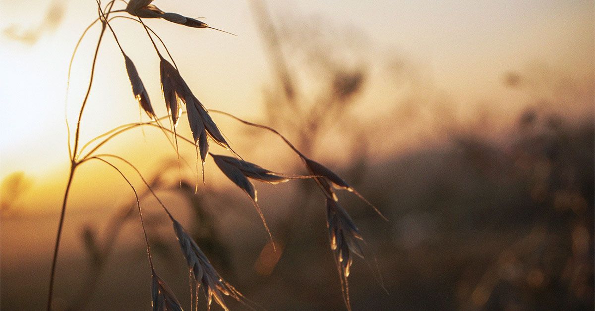 Une étude révèle qu'un type de fibre présent dans l'avoine pourrait favoriser la perte de poids