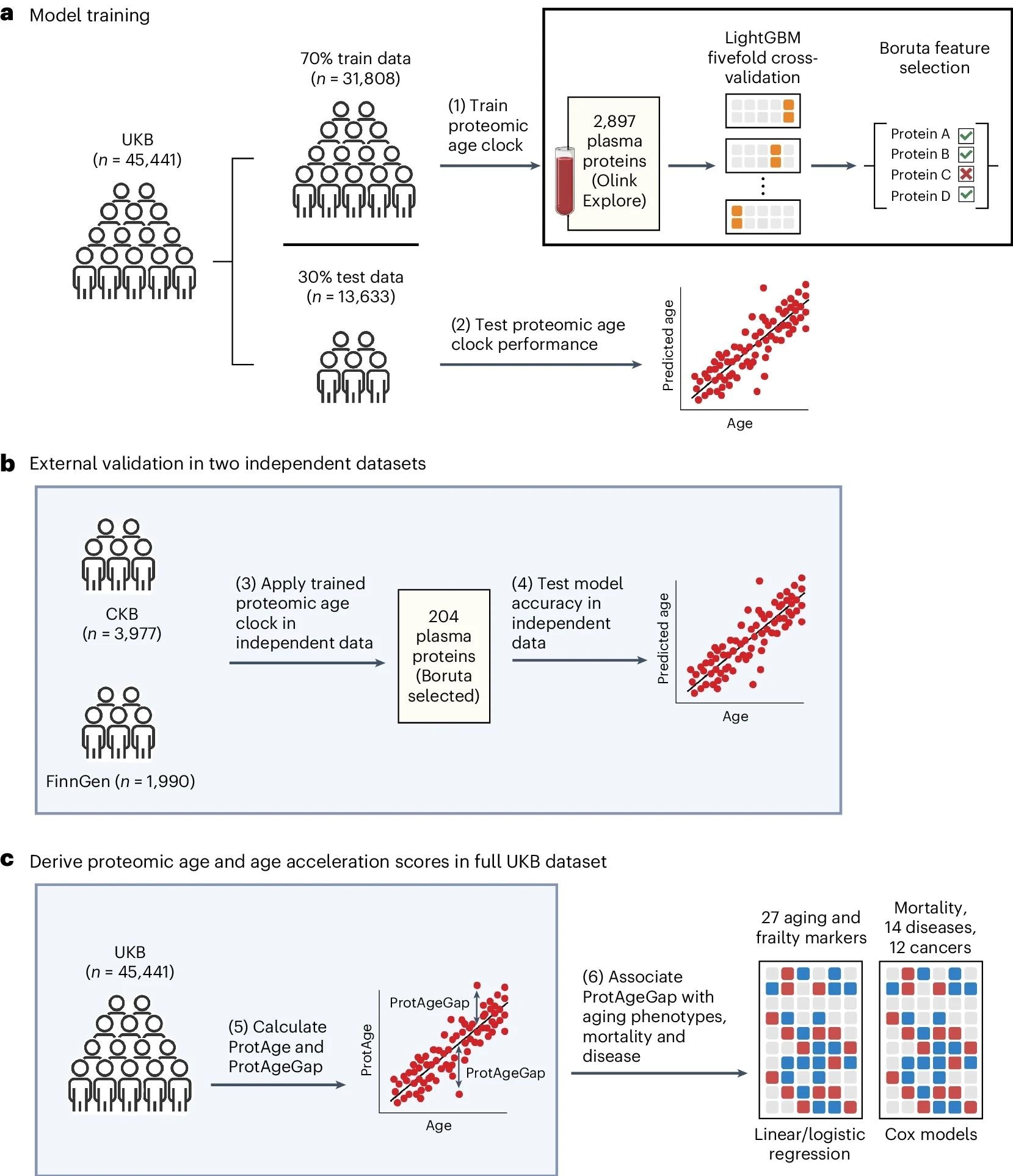 a, Les participants à l'UKB ont été répartis en groupes d'entraînement et de test selon un ratio de 70:30. Dans l'ensemble d'entraînement, un modèle LightGBM a été formé pour prédire l'âge chronologique à l'aide de 2 897 protéines plasmatiques et d'une validation croisée quintuple. Nous avons identifié 204 protéines pertinentes pour prédire l'âge chronologique à l'aide de l'algorithme de sélection de caractéristiques Boruta et avons réentraîné un modèle LightGBM raffiné à l'aide de ces 204 protéines, qui a ensuite été évalué dans l'ensemble de test UKB. b, Des données indépendantes du CKB et de FinnGen ont été utilisées pour une validation indépendante supplémentaire du modèle d'horloge d'âge protéomique. c, L'âge prédit par les protéines (ProtAge) a été calculé dans l'échantillon complet de l'UKB à l'aide d'une validation croisée quintuple et de LightGBM. ProtAgeGap a été calculé comme la différence entre ProtAge et l'âge chronologique. Nous avons utilisé la régression linéaire et logistique pour tester les associations entre ProtAgeGap et un panel complet de marqueurs biologiques du vieillissement et de mesures de la fragilité et de l'état physique/cognitif. Nous avons également utilisé des modèles de risques proportionnels de Cox pour tester les associations entre ProtAgeGap et la mortalité, 14 maladies courantes et 12 cancers. La plupart des analyses d'association ont été réalisées uniquement dans l'UKB, en raison de la taille plus petite de l'échantillon dans le CKB et du manque de cas de maladie dans FinnGen. Figure créée avec BioRender.com.