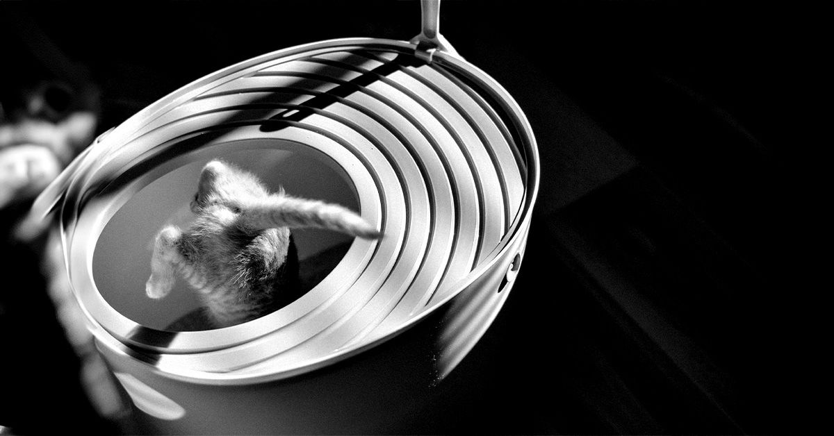 Des chercheurs ont conçu un parasite provenant des excréments de chat pour administrer des médicaments thérapeutiques au cerveau