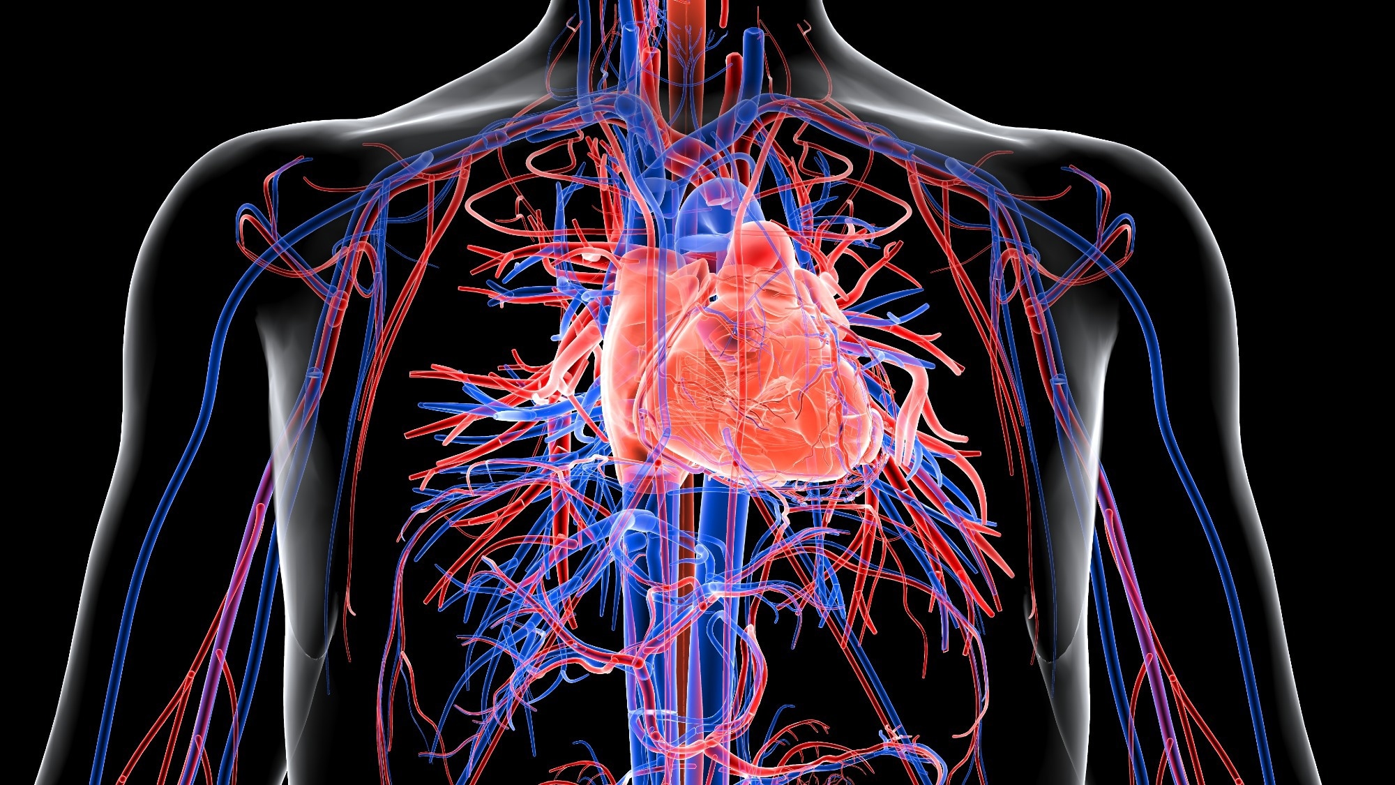 Des tissus cardiaques humains modifiés révèlent comment les auto-anticorps du lupus endommagent le cœur
