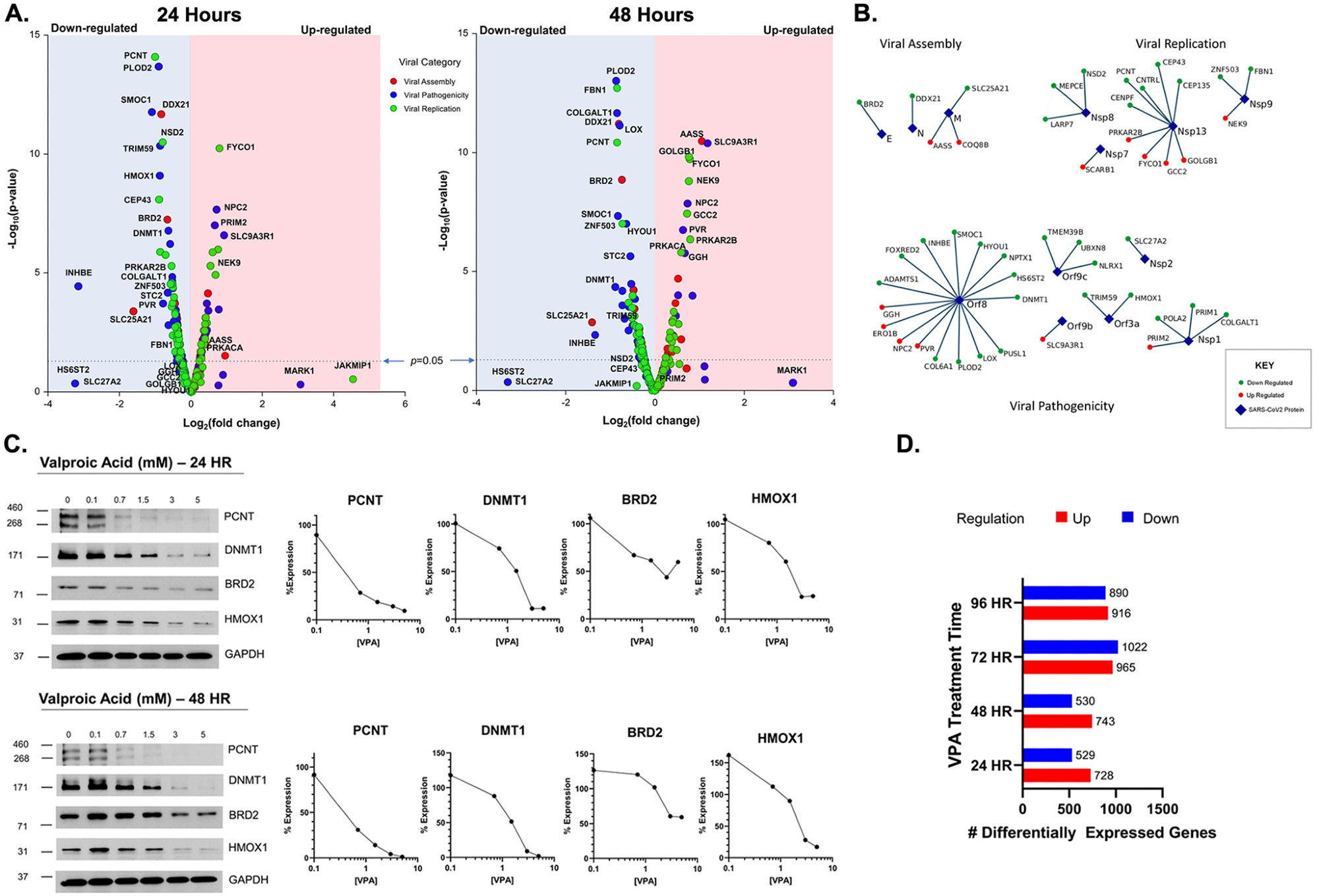 Host cellular genes interactions with the SARS-CoV2 proteins. (A.): Volcano plot for gene expression levels of selected 300 Gordon gene setat 24 hours (left) and 48 hours (right). (B.): Virus-host protein interaction map of the Gordon gene sets that met significance criteria for Viral Assembly, replication and pathogenicity. (C.) Protein levels measured by western blot for selected gene sets PCNT, DNMT1, BRD2, and HMOX1 at 24 hours (top) and 48 hours (bottom). (D.) Differentially expressed genes upon VPA treatment for 24, 48, 72 and 96 hours.