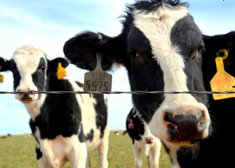 La grippe aviaire H5N1 détectée dans des vaches laitières et du lait au Texas, suscitant des inquiétudes quant à la sous-déclaration des infections