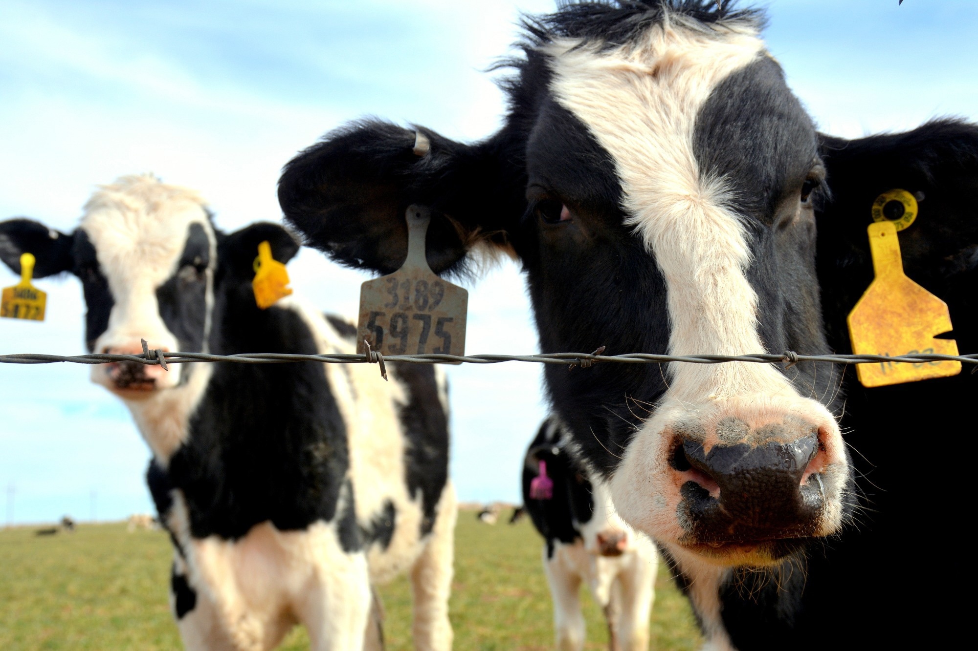 La grippe aviaire H5N1 détectée dans des vaches laitières et du lait au Texas, suscitant des inquiétudes quant à la sous-déclaration des infections