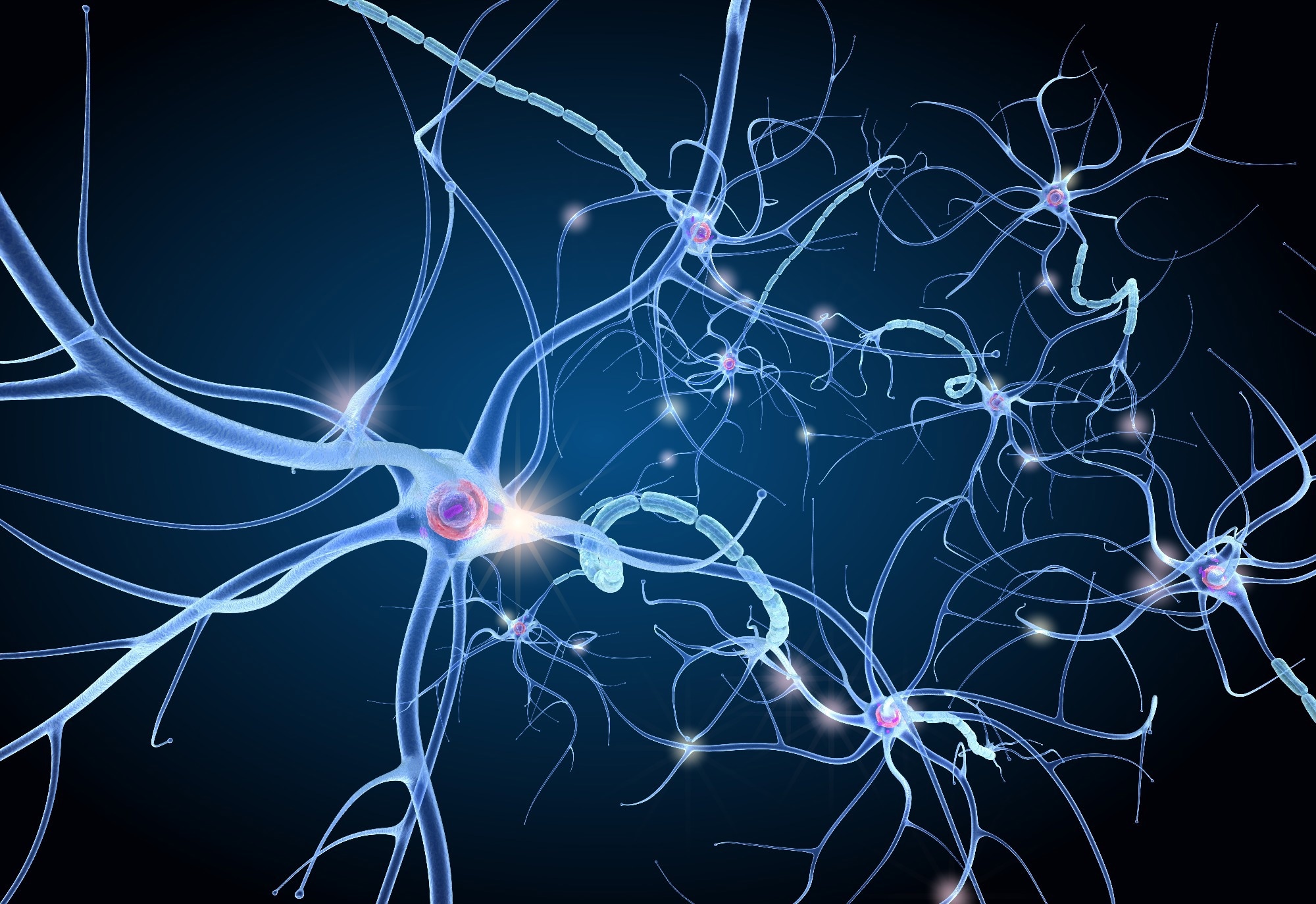 Les neurones GPePV identifiés comme des acteurs clés dans le contrôle des comportements d'addiction à la cocaïne