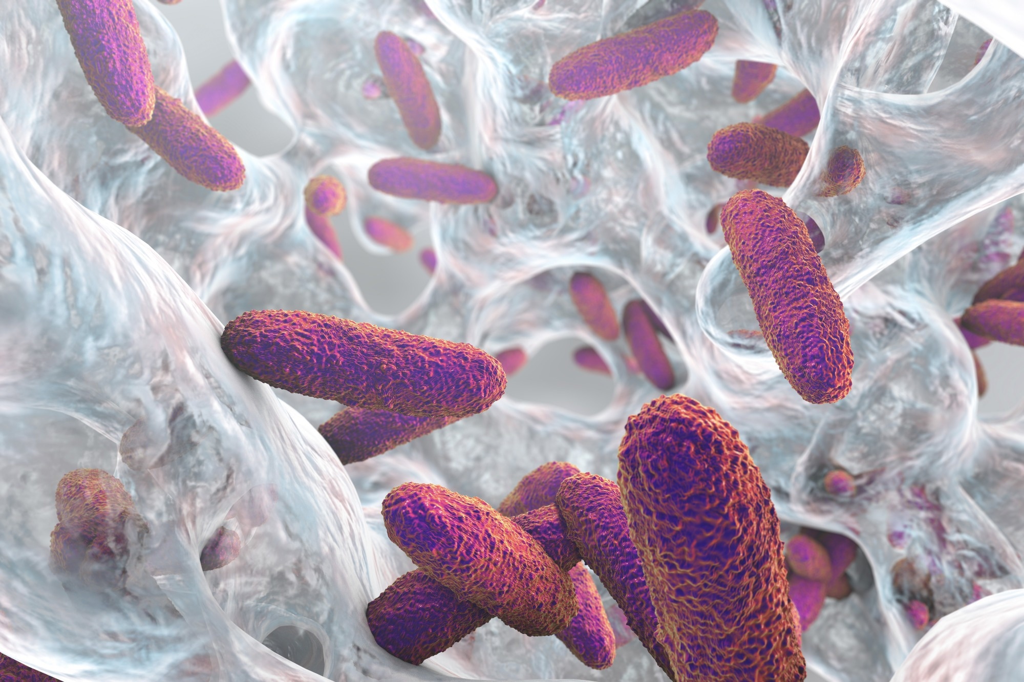 Anticorps stimulant l'activation du complément par rapport à K. pneumoniae