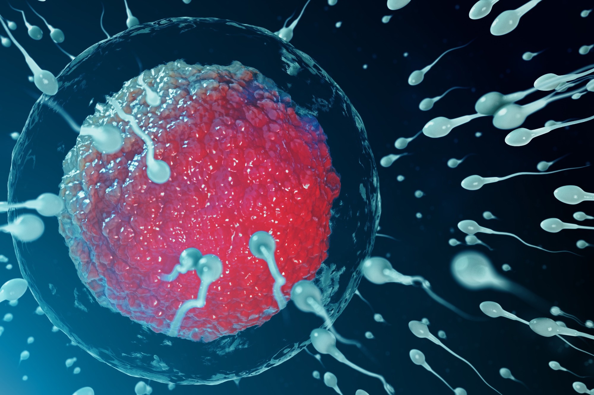 Comment le stress réduit la motilité des spermatozoïdes en altérant les mitochondries