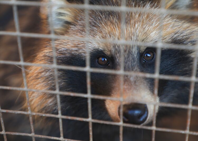 Study: Farmed fur animals harbour viruses with zoonotic spillover potential. Image Credit: chinahbzyg / Shutterstock