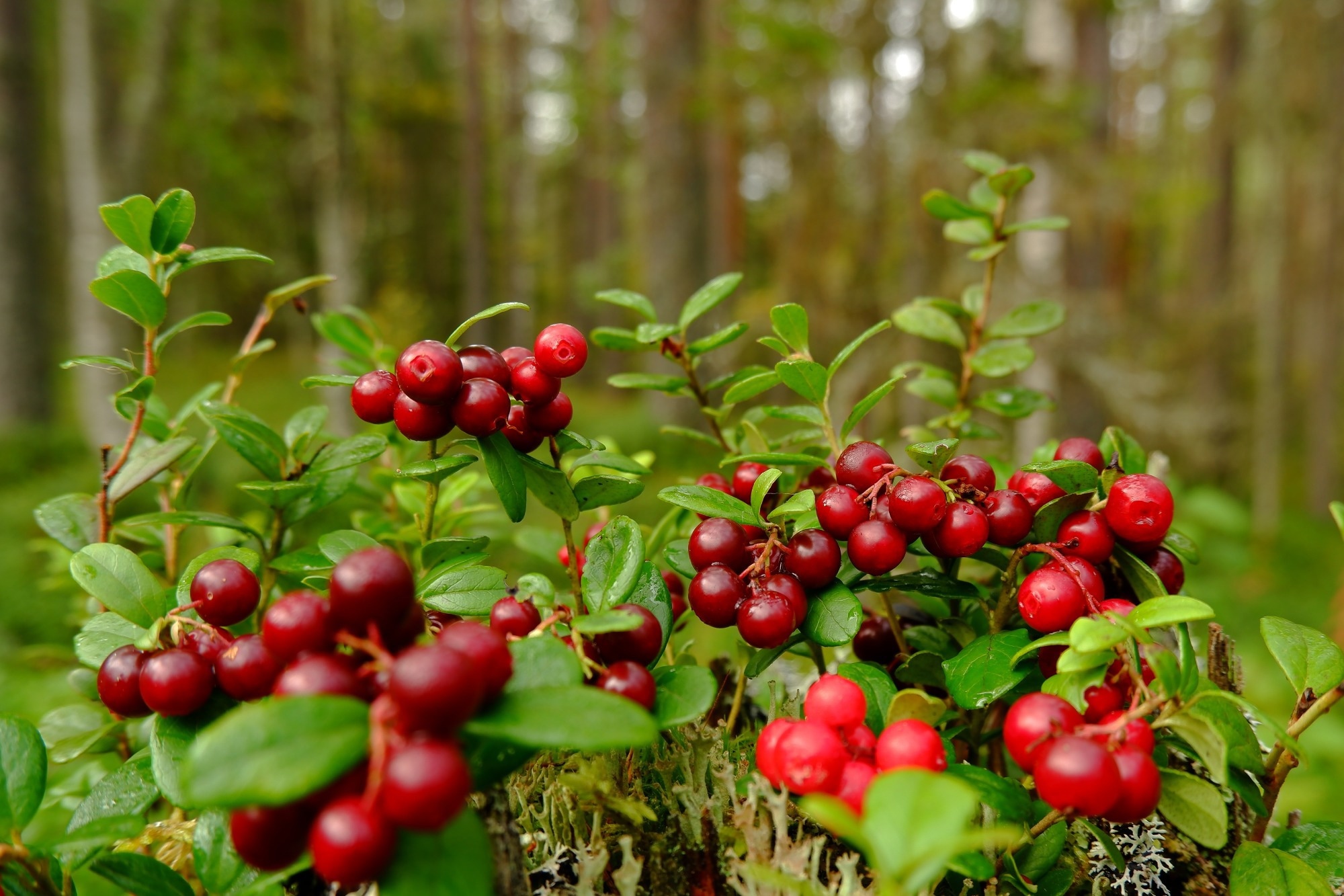 Study: Oral Anti-Inflammatory and Symbiotic Effects of Fermented Lingonberry Juice—Potential Benefits in IBD. Image Credit: Mila_22 79 / Shutterstock
