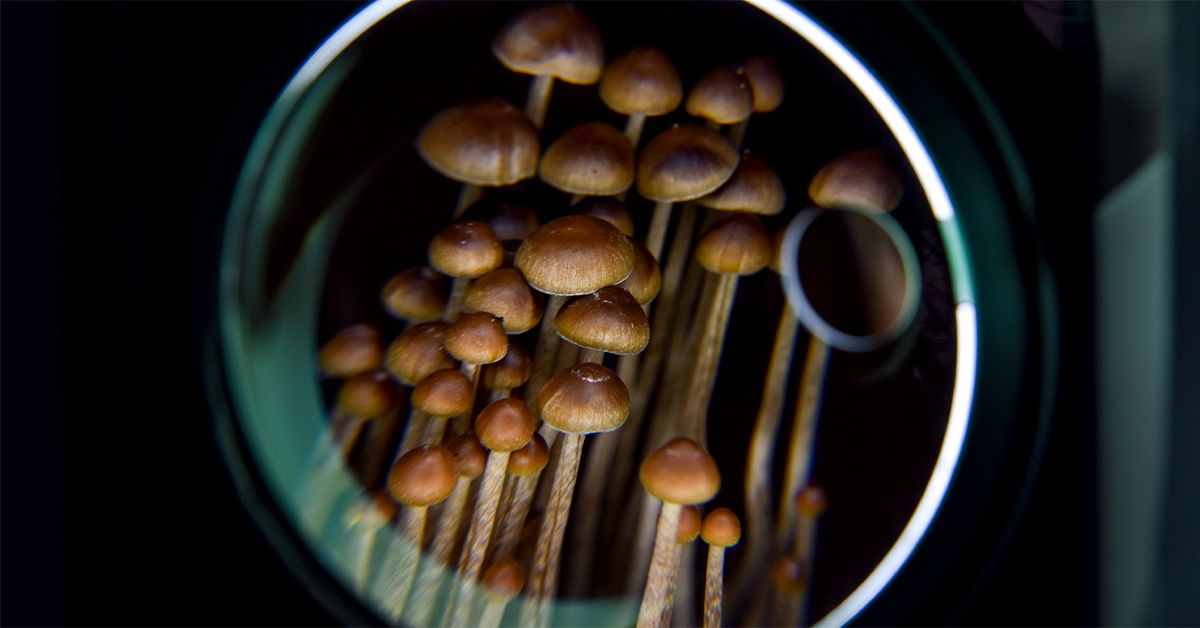 La psilocybine pourrait apporter un meilleur soulagement des symptômes de la dépression à long terme que les ISRS