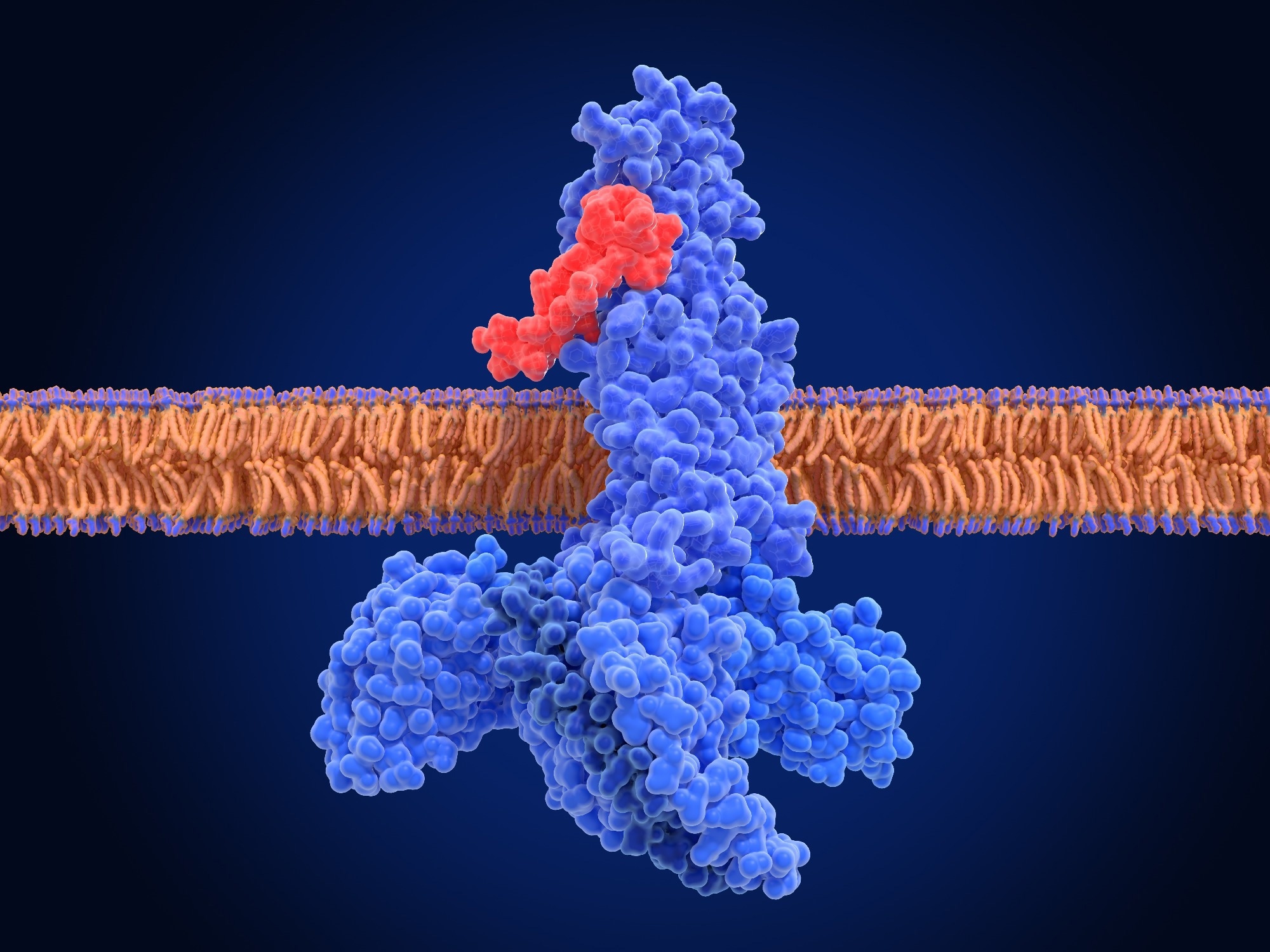 Review: GLP-1 programs the neurovascular landscape. Image Credit: Juan Gaertner / Shutterstock