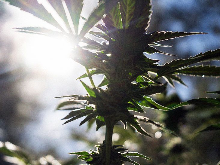 Une pilule de cannabis pourrait réduire l'agitation chez les personnes atteintes de la maladie d'Alzheimer