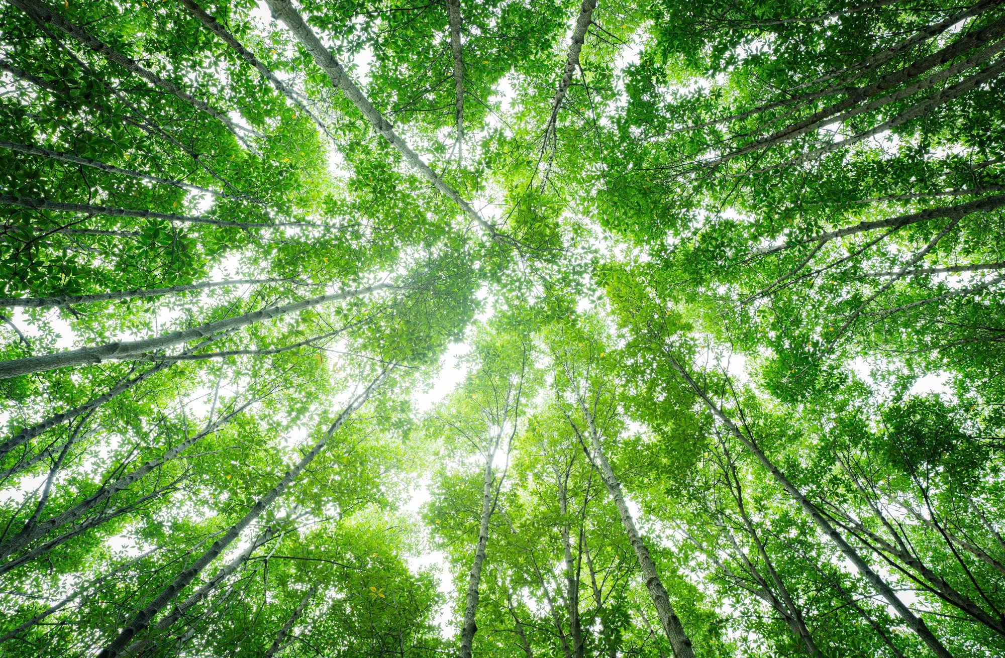 Study: The 2024 report of the Lancet Countdown on health and climate change: facing record-breaking threats from delayed action. Image Credit: Fahroni/Shutterstock.com