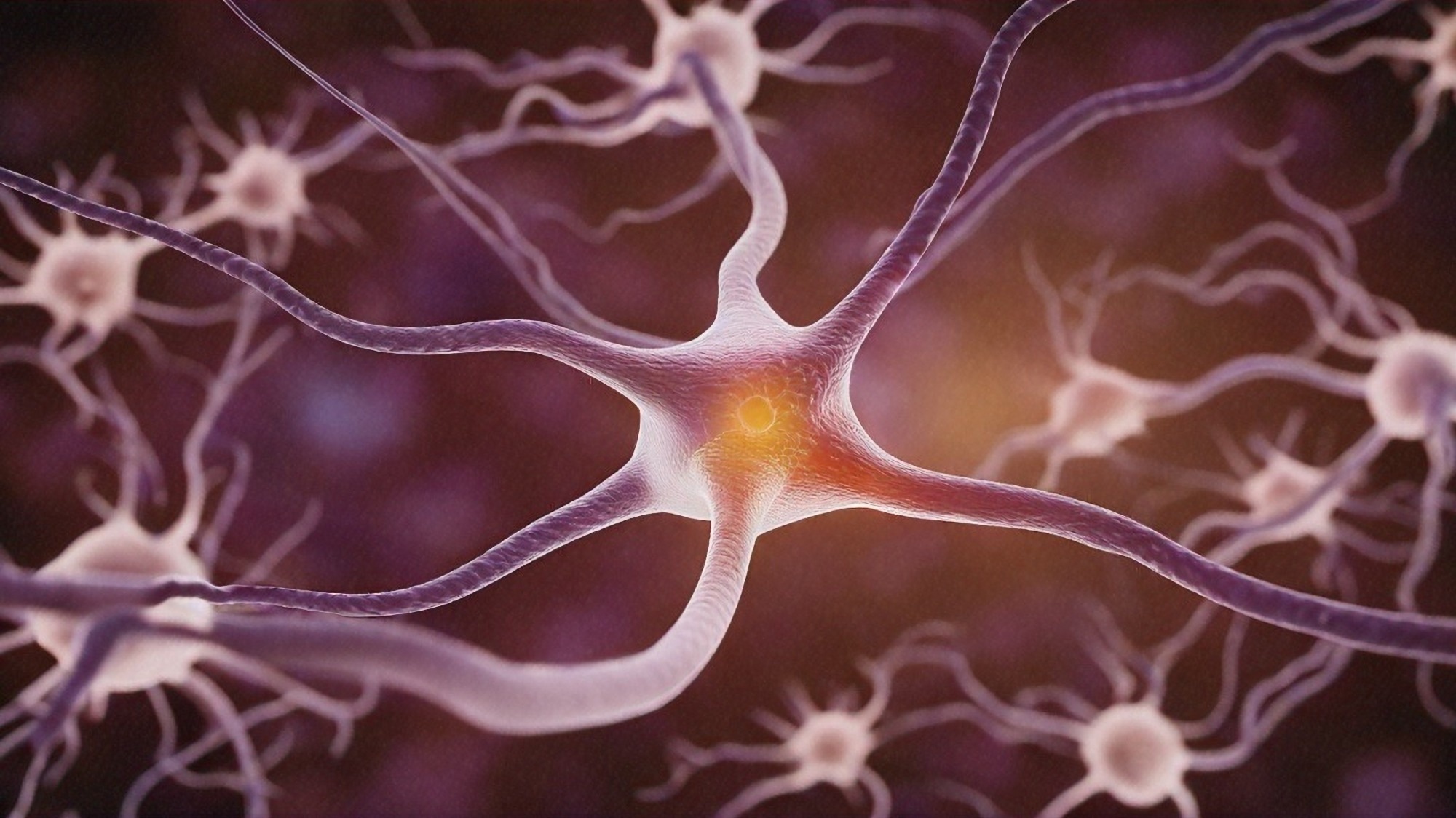 L'étude identifie les racines cellulaires et moléculaires des différences individuelles de connectivité cérébrale
