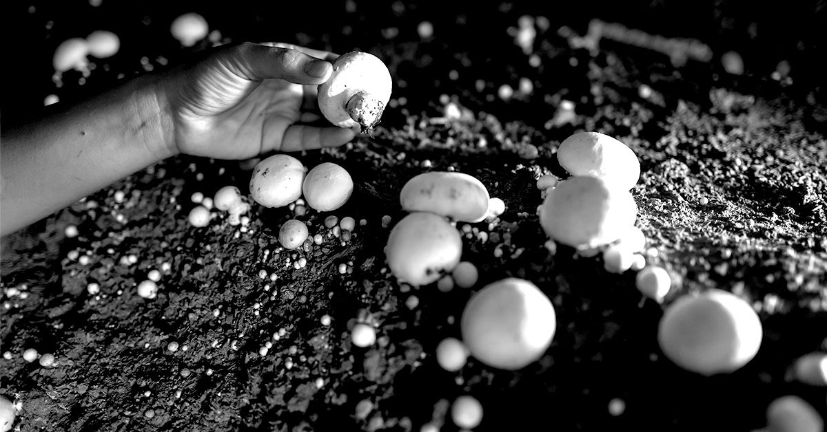 L'extrait de champignon de Paris pourrait aider à ralentir la progression du cancer de la prostate