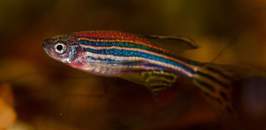 Carbonic anhydrase inhibitors clear tau build-up in zebrafish models of tauopathies