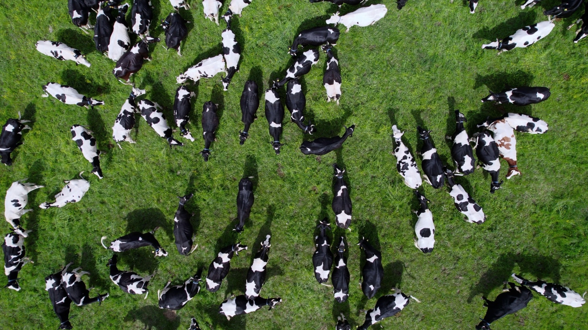 Aerial view of the herd of cows