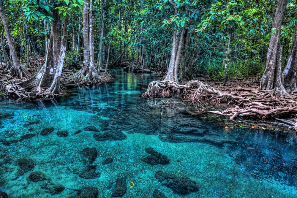mangroves en Thaïlande
