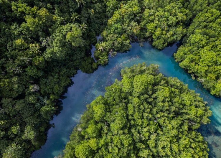 Thailand mangroves