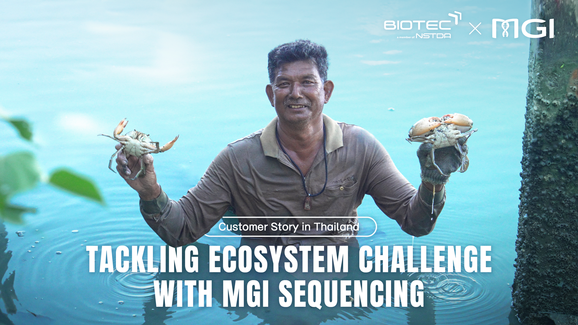 Efforts de conservation des mangroves en Thaïlande