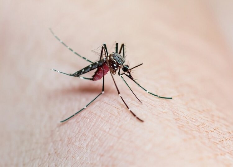 Dengue Aedes aegypti Mosquito on skin for dengue, zika and chikungunya fever disease