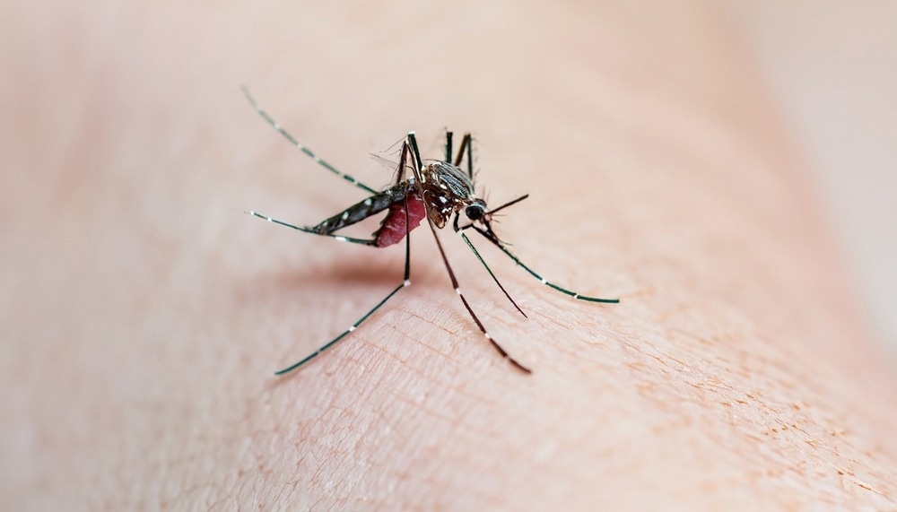 Dengue Aedes aegypti Mosquito on skin for dengue, zika and chikungunya fever disease