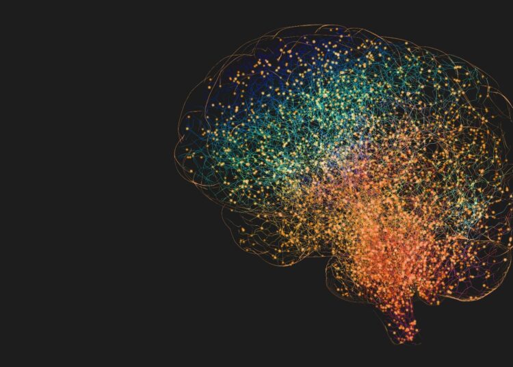Le rôle de la connectivité cérébrale et du ML