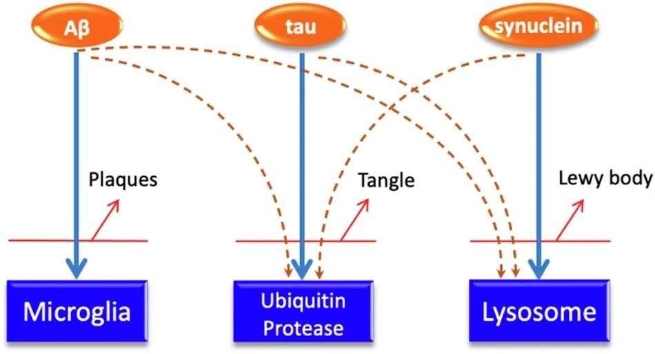 Dessin animé suggérant les relations possibles entre les différentes pathologies de la maladie: amyloïde, effacées en grande partie par la microglie: tau, clairement en grande partie par le protéasome et la synucléine de l'ubiquitine, a nettoyé le mainy à travers le lysosome.